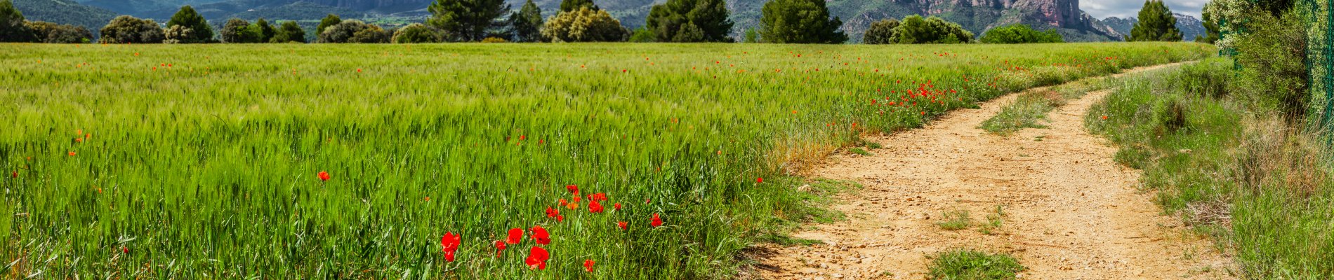 Photo chemin